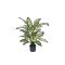 Designplants Dieffenbachia Kunstpflanze (h: 60 cm) - Grün für Topfgröße S