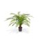 Designplants Alsophillia Farn Kunstpflanze (h: 80 cm)