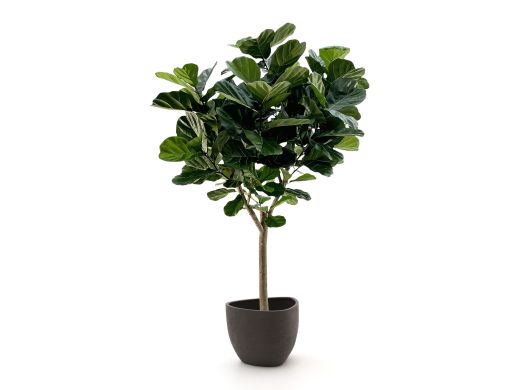 Designplants/Luca Lifestyle Lyrata Y Kunstbaum (h:220 cm) mit Ruvido Organic Blumentopf