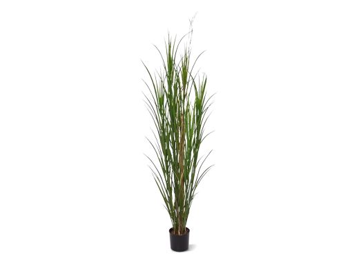 Designplants Schilfgras Kunstpflanze (h: 165 cm)