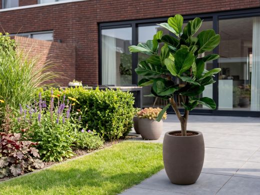 Designplants/Luca Lifestyle Lyrata Y Kunstbaum (h:130 cm) mit Terreno Tall Balloon Blumentopf - Grün (Blumentopf = Ash Brown)