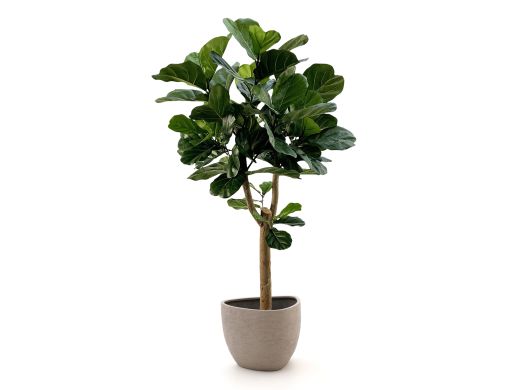Designplants/Luca Lifestyle Lyrata Y Kunstbaum (h:170 cm) mit Ruvido Organic Blumentopf