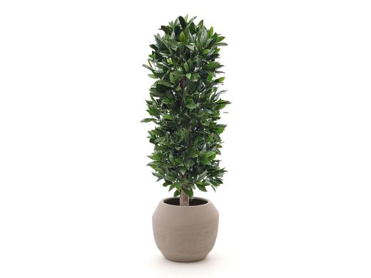 Designplants/Luca Lifestyle Lorbeer Säule Kunstpflanze (h:125 cm) mit Ruvido Combi Blumentopf - Grün (UV beständig) (Blumentopf = Sand)