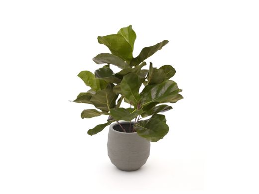 Designplants/Luca Lifestyle Lyrata Kunstpflanze (h:45 cm) mit Bordo Balloon Blumentopf - Grün (Blumentopf = Clay)