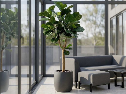 Designplants/Luca Lifestyle Lyrata Y Kunstbaum (h:220 cm) mit Grigio Balloon Blumentopf - Grün (Blumentopf = Natural Concrete)