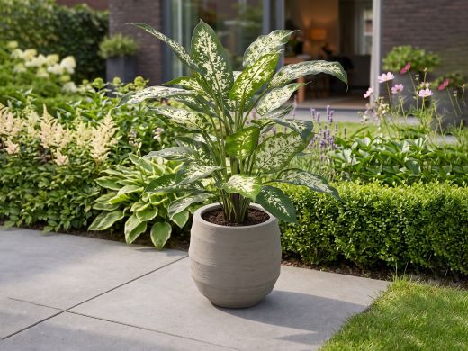 Designplants Dieffenbachia Kunstpflanze (h: 60 cm) - Grün für Topfgröße S