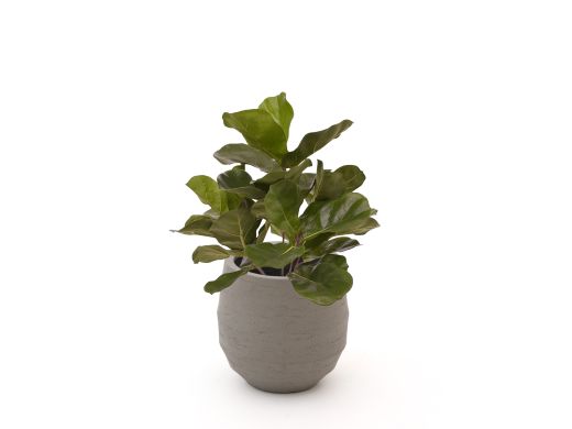 Designplants/Luca Lifestyle Lyrata Kunstpflanze (h:45 cm) mit Bordo Balloon Blumentopf - Grün (Blumentopf = Clay)