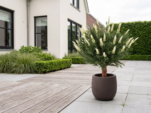 Designplants/Luca Lifestyle Lavendel Kugel Kunstpflanze (h:60 cm) mit Terreno Balloon Blumentopf - Weiß (UV beständig) (Blumentopf = Ash Brown)