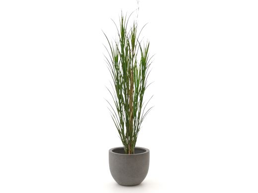 Designplants/Luca Lifestyle Riedgras Kunstpflanze (h:165 cm) mit Grigio New Egg Blumentopf - Grün (UV beständig) (Blumentopf = Natural Concrete)