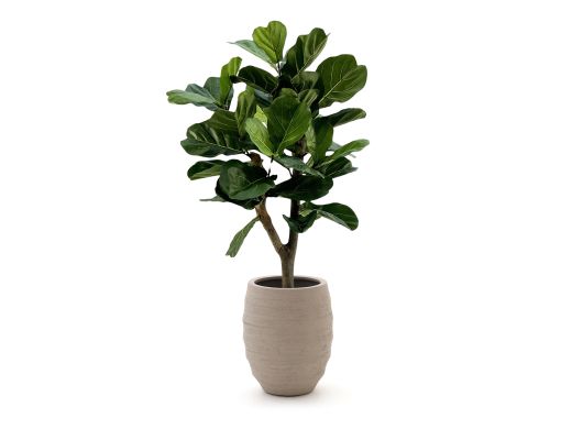 Designplants/Luca Lifestyle Lyrata Y Kunstbaum (h:130 cm) mit Bordo Tall Balloon Blumentopf - Grün (Blumentopf = Sand)