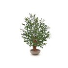 Designplants/Luca Lifestyle Oliven Bonsai Kunstpflanze (h:90 cm) mit Terreno Bowl Blumentopf