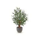 Designplants/Luca Lifestyle Oliven Bonsai Kunstpflanze (h:90 cm) mit Grigio New Egg Blumentopf