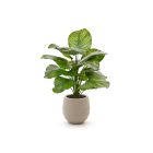 Designplants/Luca Lifestyle Calathea Fasciata Kunstpflanze (h:70 cm) mit Bordo Balloon Blumentopf