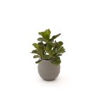 Designplants/Luca Lifestyle Lyrata Kunstpflanze (h:45 cm) mit Bordo Balloon Blumentopf