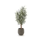 Designplants/Luca Lifestyle Oliven Kunstbaum (h:150 cm) mit Bordo Balloon Blumentopf