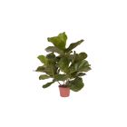 Designplants Lyrata Kunstpflanze (h: 45 cm)