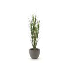 Designplants/Luca Lifestyle Riedgras Kunstpflanze (h:165 cm) mit Grigio New Egg Blumentopf