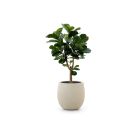 Designplants/Luca Lifestyle Lyrata Y Kunstbaum (h:170 cm) mit Bordo Tall Balloon Blumentopf