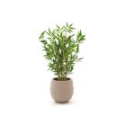 Designplants/Luca Lifestyle Japanischer Bambus Kunstpflanze (h:60 cm) mit Bordo Balloon Blumentopf