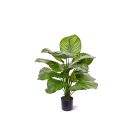 Designplants Calathea Fasciata Kunstpflanze (h: 70 cm)