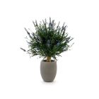 Designplants/Luca Lifestyle Lavendel Kugel Kunstpflanze (h:60 cm) mit Grigio Tall Balloon Blumentopf