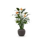 Designplants/Luca Lifestyle Strelitzia Kunstpflanze (h:145 cm) mit Ruvido Combi Blumentopf