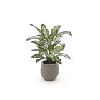 Designplants/Luca Lifestyle Dieffenbachia Kunstpflanze (h:60 cm) mit Bordo Balloon Blumentopf