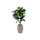 Designplants/Luca Lifestyle Lyrata Y Kunstbaum (h:130 cm) mit Bordo Tall Balloon Blumentopf
