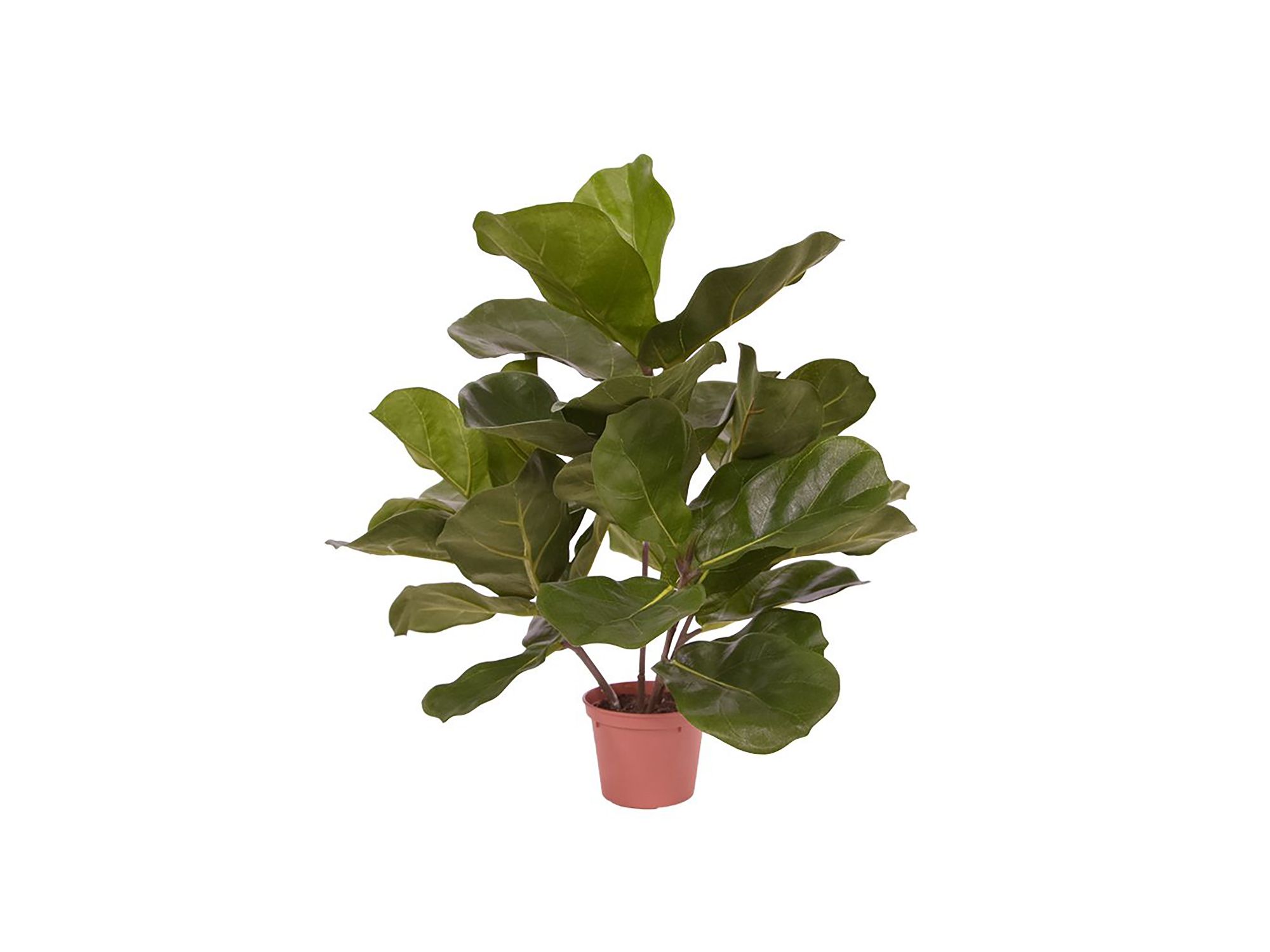 monstera burle marxs flame Monstera Burle Marx Flame