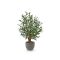 Designplants/Luca Lifestyle Oliven Bonsai Kunstpflanze (h:90 cm) mit Grigio New Egg Blumentopf