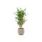Designplants/Luca Lifestyle Japanischer Bambus Kunstpflanze (h:120 cm) mit Terreno Balloon Blumentopf