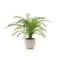 Designplants/Luca Lifestyle Alsophillia Farn Kunstpflanze (h:80 cm) mit Grigio New Egg Blumentopf