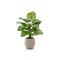 Designplants/Luca Lifestyle Calathea Fasciata Kunstpflanze (h:70 cm) mit Bordo Balloon Blumentopf