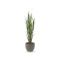 Designplants/Luca Lifestyle Riedgras Kunstpflanze (h:165 cm) mit Grigio New Egg Blumentopf