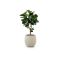 Designplants/Luca Lifestyle Lyrata Y Kunstbaum (h:170 cm) mit Bordo Tall Balloon Blumentopf