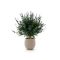 Designplants/Luca Lifestyle Lavendel Kugel Kunstpflanze (h:60 cm) mit Bordo Balloon Blumentopf