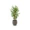 Designplants/Luca Lifestyle Japanischer Bambus Kunstpflanze (h:90 cm) mit Bordo Balloon Blumentopf