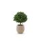Designplants/Luca Lifestyle Buxus Kugel Kunstpflanze (h:40 cm) mit Bordo Balloon Blumentopf