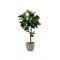 Designplants/Luca Lifestyle Lyrata Y Kunstbaum (h:170 cm) mit Ruvido Organic Blumentopf