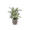Designplants/Luca Lifestyle Dieffenbachia Kunstpflanze (h:60 cm) mit Bordo Balloon Blumentopf